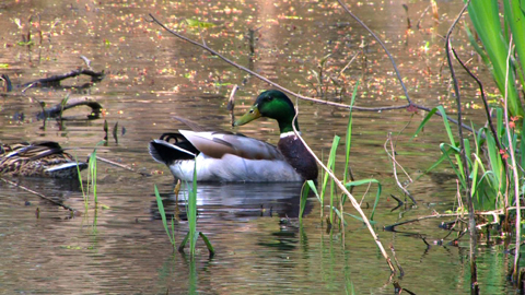 Grand Kankankee Marsh Wildlife